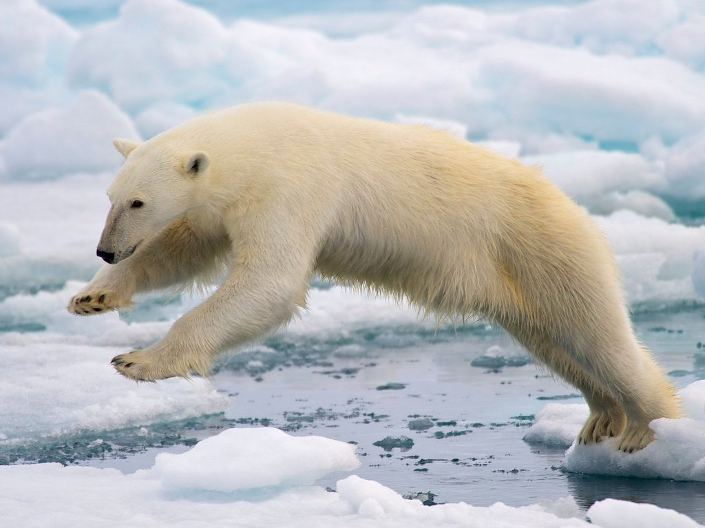 Polar Ice Caps Can Only Be Saved If We Harness The Sun